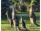 Fraser Island Nyerimilang, Nyerimilang VIC 3909