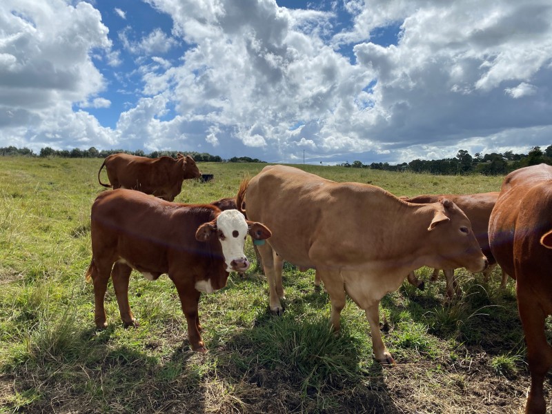 76 Kureelpa Falls Road, Kureelpa QLD 4560