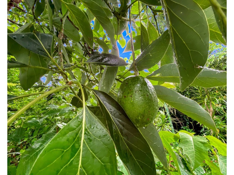 40 Wakefield Street, Woombye QLD 4559