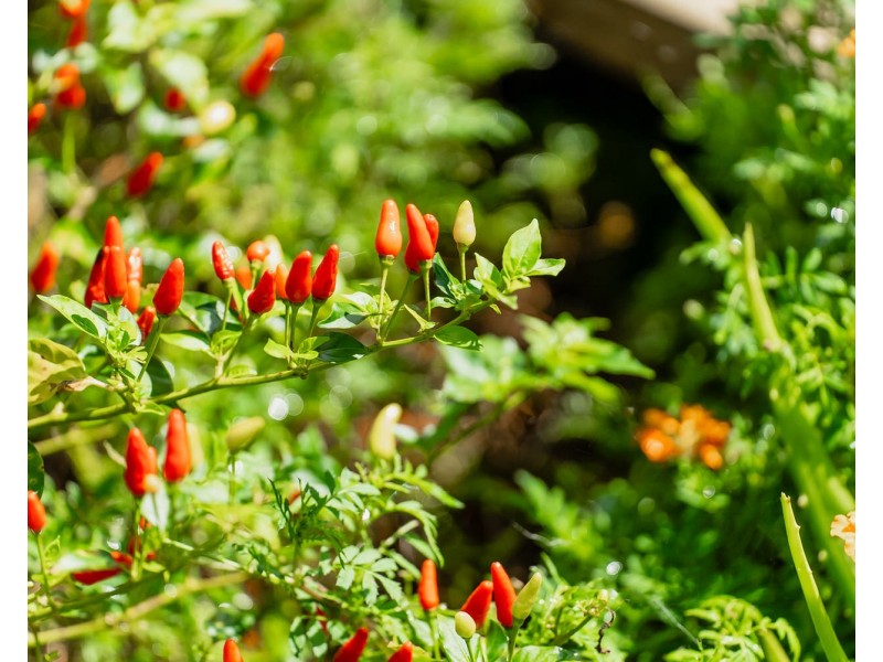 11-13 Campbell Street, Woombye QLD 4559