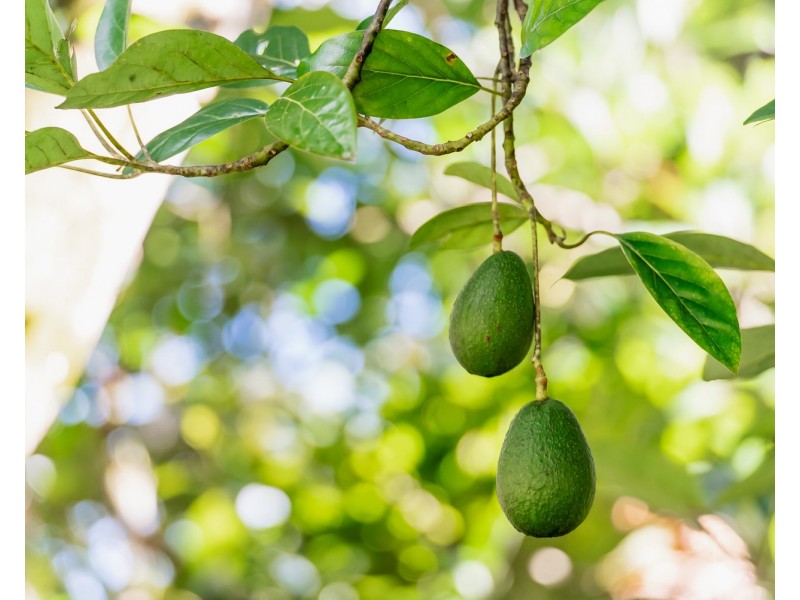 11-13 Campbell Street, Woombye QLD 4559