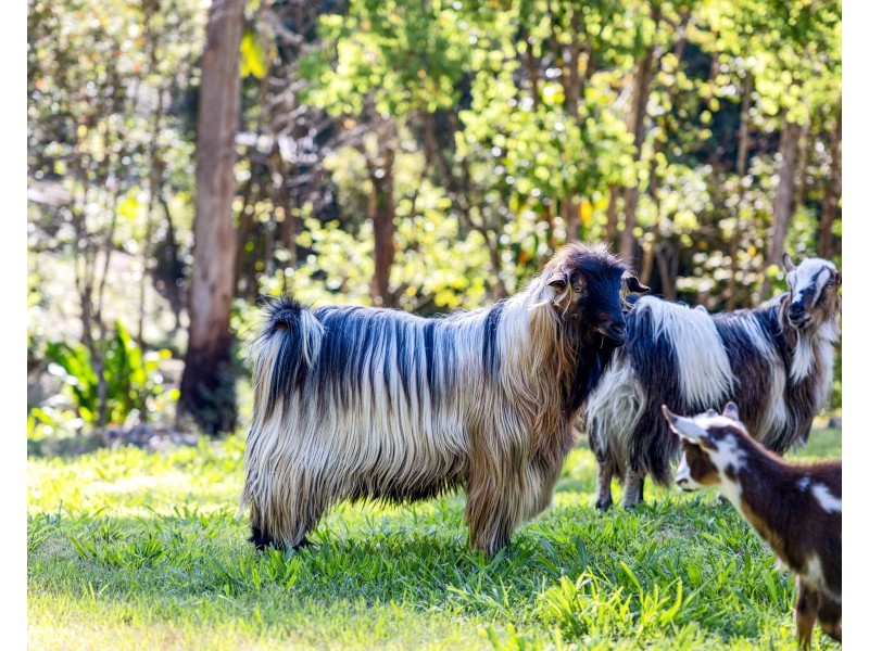 39 Carruthers Road, West Woombye QLD 4559