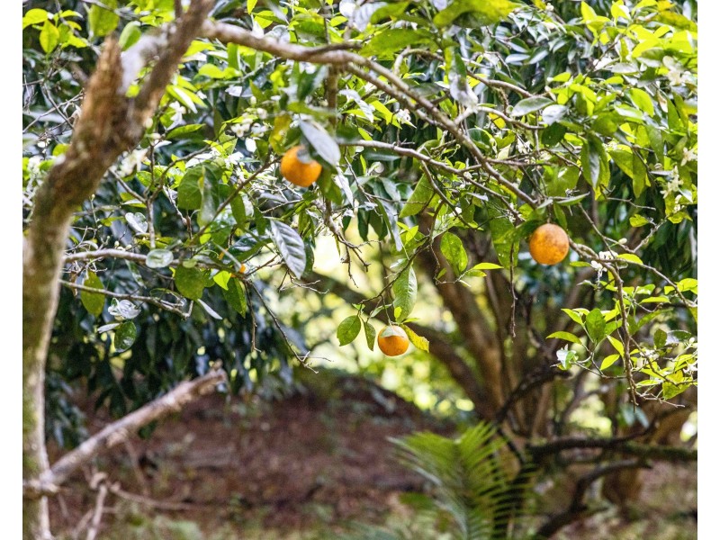 39 Carruthers Road, West Woombye QLD 4559