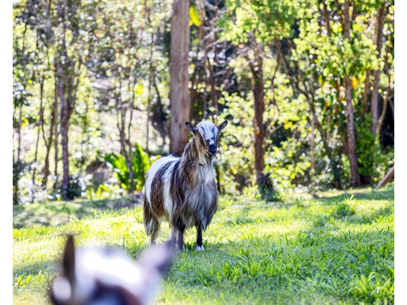 39 Carruthers Road, West Woombye QLD 4559