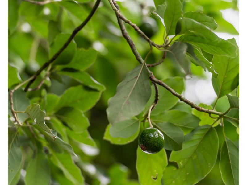 25 Magnolia Street, Nambour QLD 4560