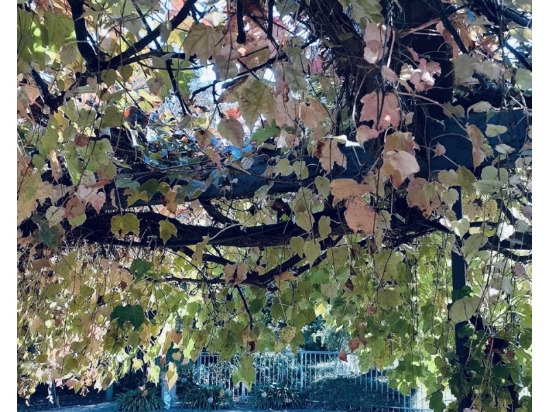 110 Butlers Road, Kilmore VIC 3764