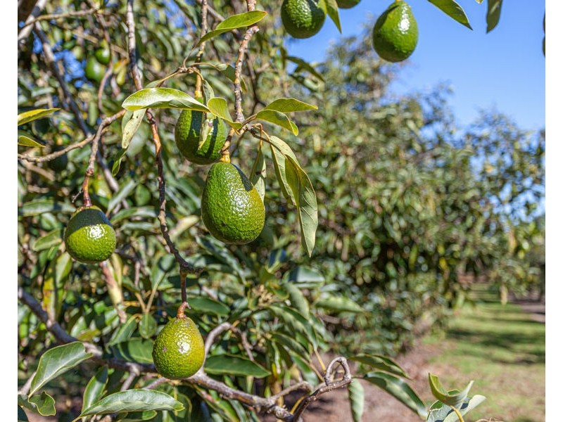 91 Brennan Road, Hampton QLD 4352