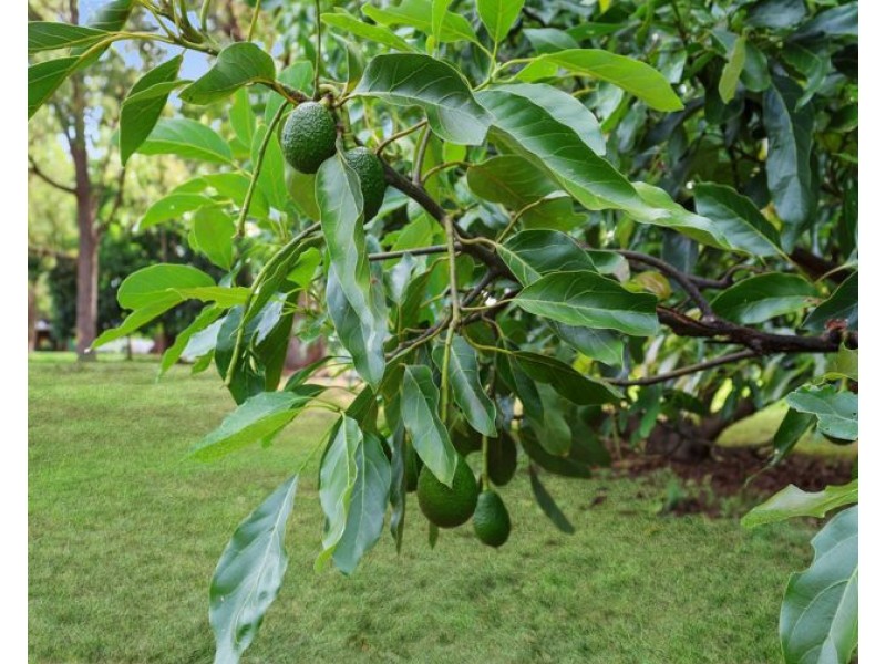 131 Brennan Road, Hampton QLD 4352