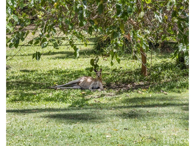 23 Wonga Place, Arakoon NSW 2431