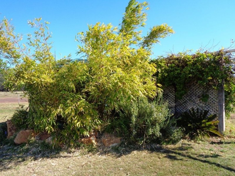 Dulacca QLD 4425