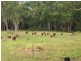 Dulacca QLD 4425