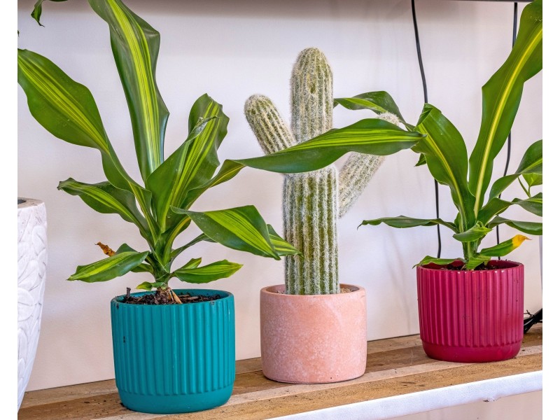 13/20 Spinnaker Drive, Mount Coolum QLD 4573