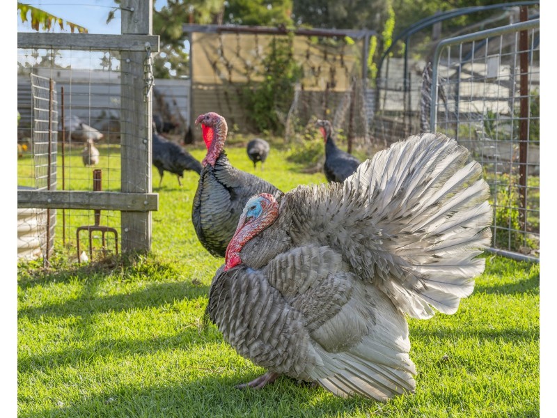 212 Kinchela Creek Right Bank Road, Kinchela NSW 2440