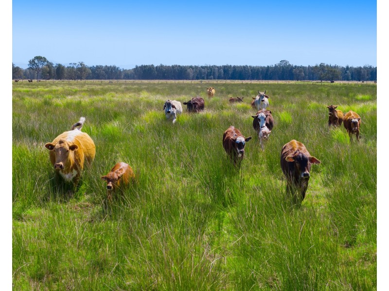 Lot 232, 83 Sutherlands Lane, Bellimbopinni NSW 2440