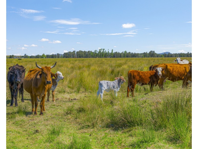 Lot 232, 83 Sutherlands Lane, Bellimbopinni NSW 2440