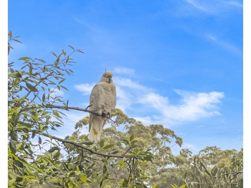 16/44-50 Landers Road, Lane Cove NSW 2066