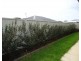 33 Clifton Street, Bourkelands NSW 2650