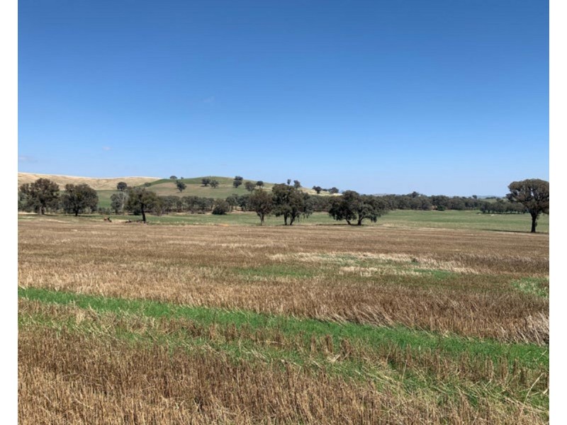 922 O’Briens Creek Road, Maxwell NSW 2650
