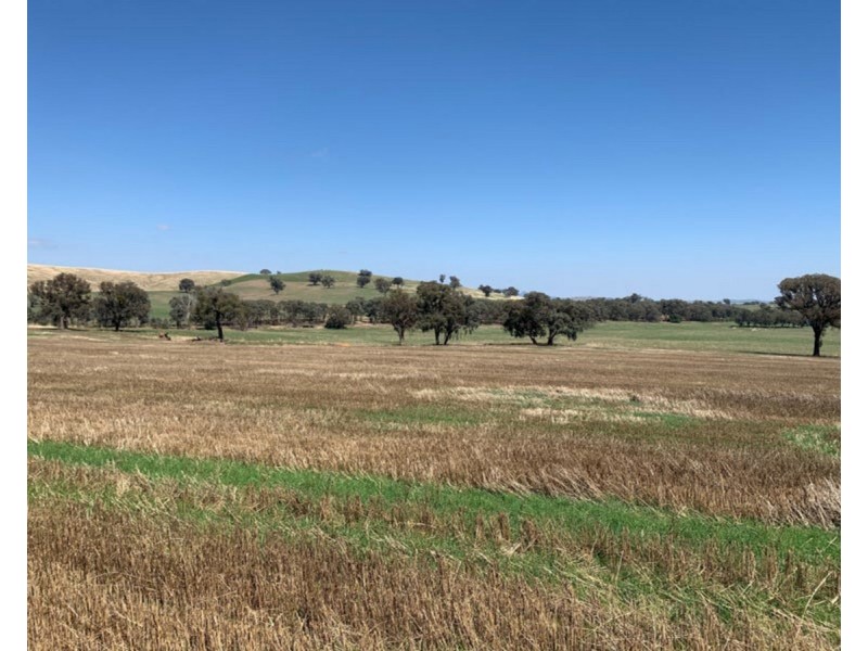 922 O’Briens Creek Road, Maxwell NSW 2650