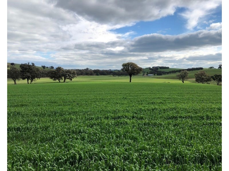 922 O’Briens Creek Road, Maxwell NSW 2650