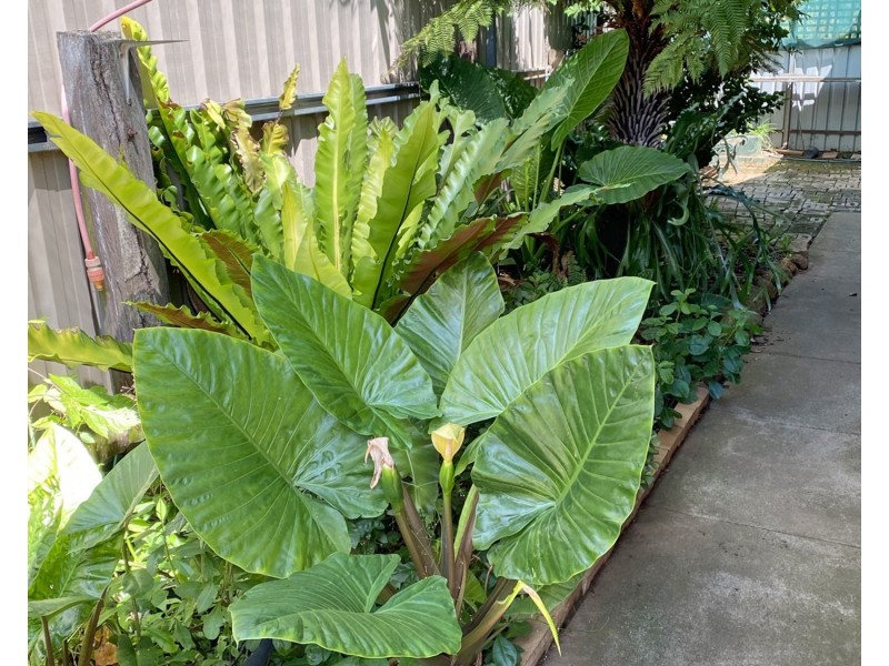 15 Macarthur Street, Ashmont NSW 2650