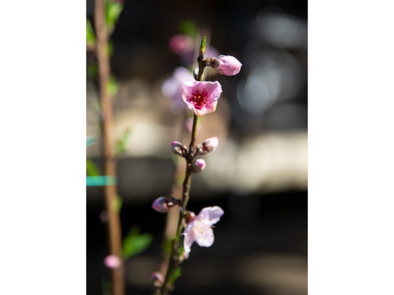 5 Jessie Lane, Murphys Creek QLD 4352