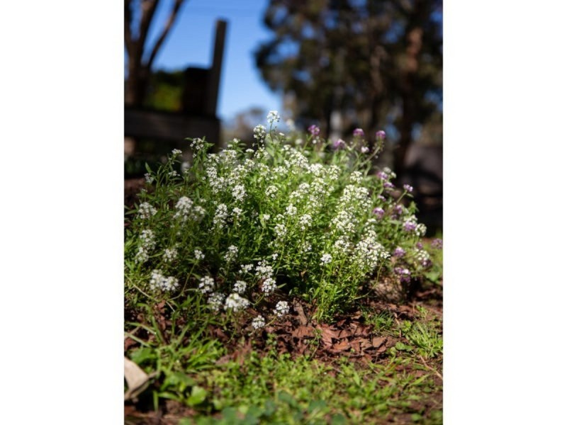 5 Jessie Lane, Murphys Creek QLD 4352