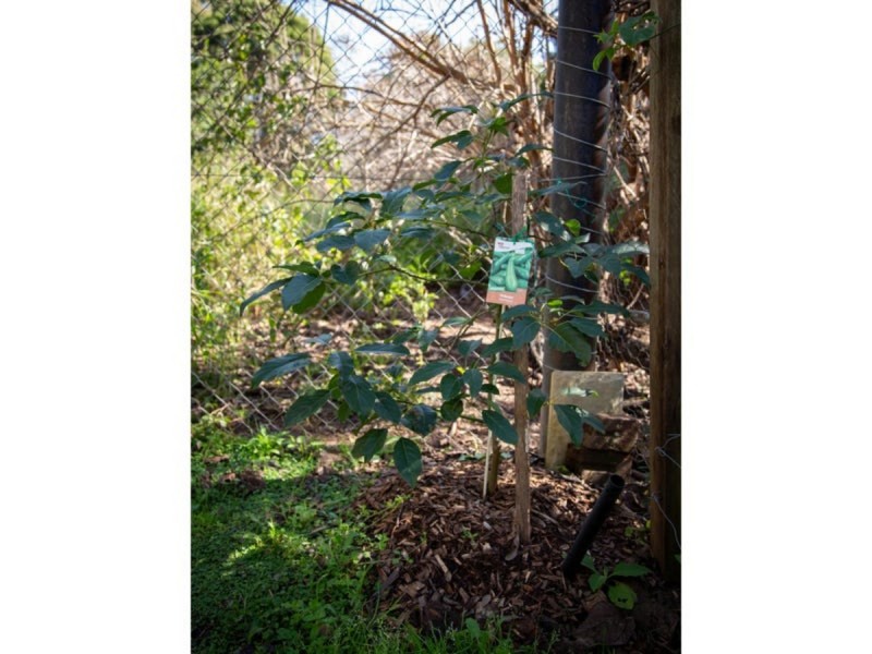 5 Jessie Lane, Murphys Creek QLD 4352