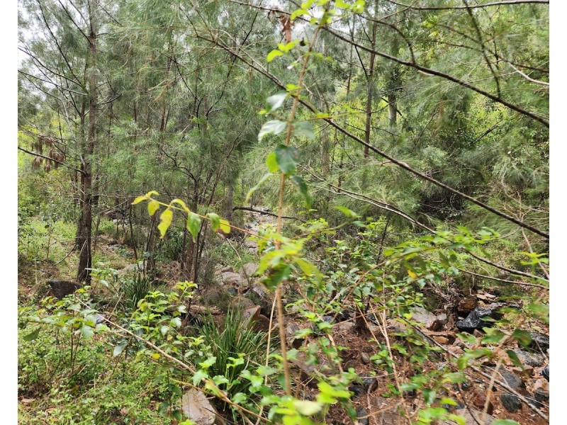 887 Rossmore Road, Black Snake QLD 4600