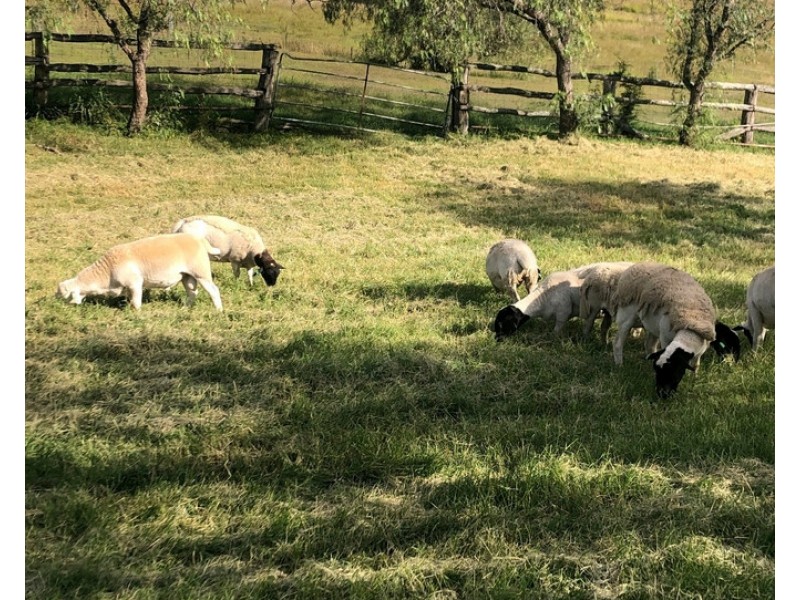 119 Hartwigs Road, Douglas QLD 4354