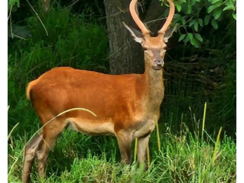 3206/31 Bourton Road, Merrimac QLD 4226