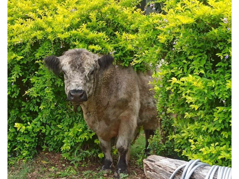 296 Boomerang Road, Tamborine QLD 4270