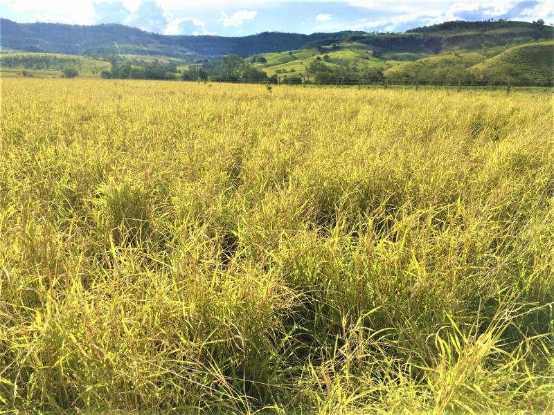 Lot 1 East Egypt Road, Mount Whitestone QLD 4347