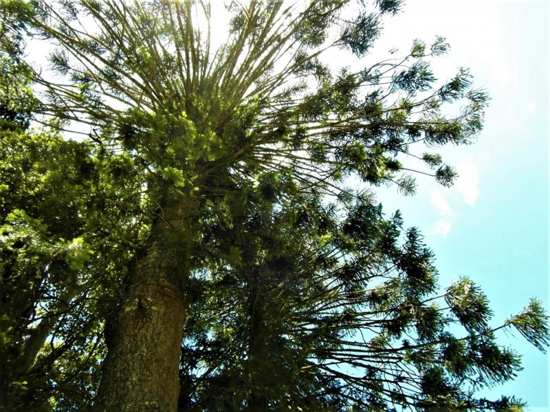 Lot 1 & 2 Burton Street, Bunya Mountains QLD 4405