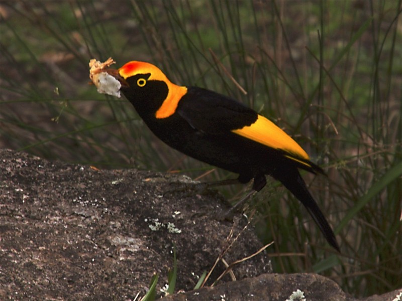 Lot 1 & 2 Burton Street, Bunya Mountains QLD 4405