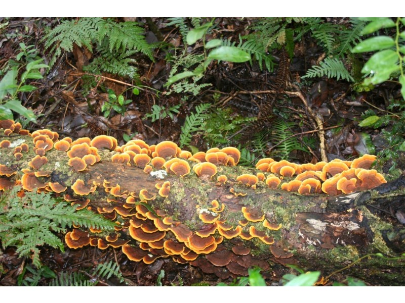 Lot 1 & 2 Burton Street, Bunya Mountains QLD 4405