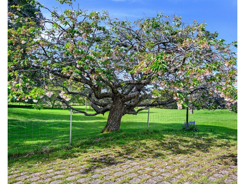 65 Buggs Lane, Elliott TAS 7325