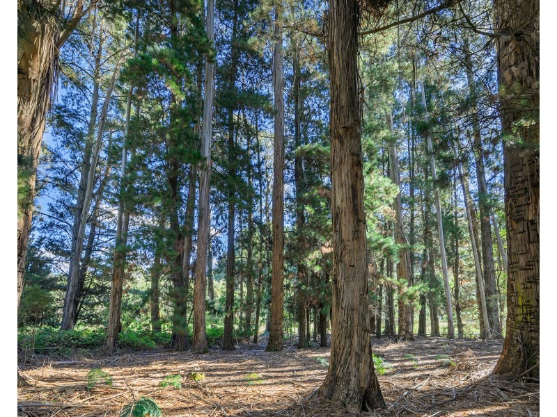 65 Buggs Lane, Elliott TAS 7325