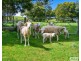 64 West Ridgley Road, Ridgley TAS 7321