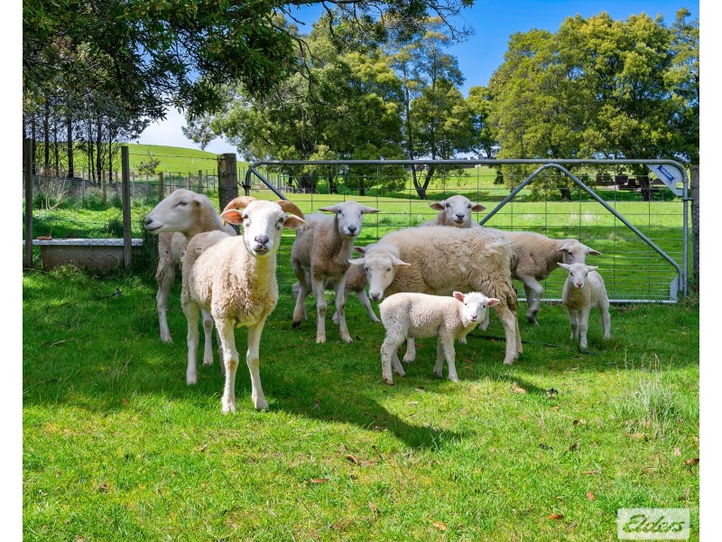 64 West Ridgley Road, Ridgley TAS 7321