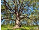Lot Lots, 61 & 62 Lower Kangaroo Creek Road, Coutts Crossing NSW 2460