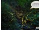 Lot Lots, 61 & 62 Lower Kangaroo Creek Road, Coutts Crossing NSW 2460