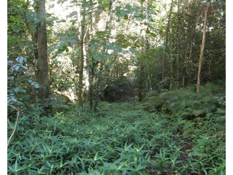 2533 Blacksmith Shop Road, Newton Boyd NSW 2370