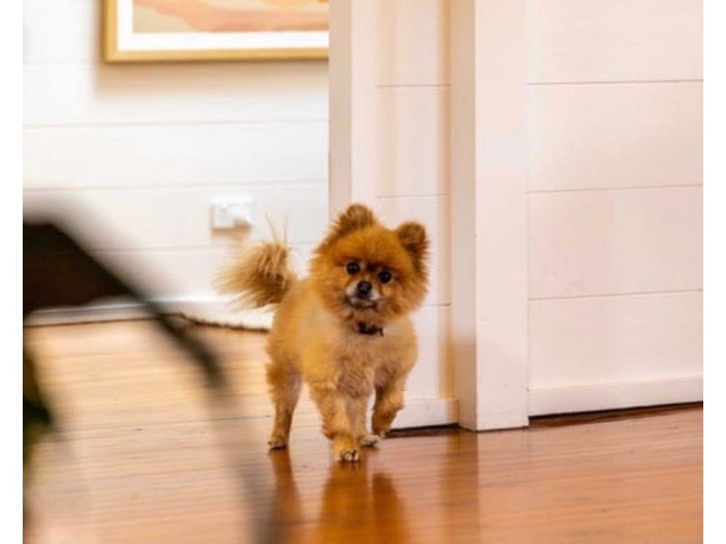 45A Wairakei Road, Wamberal NSW 2260