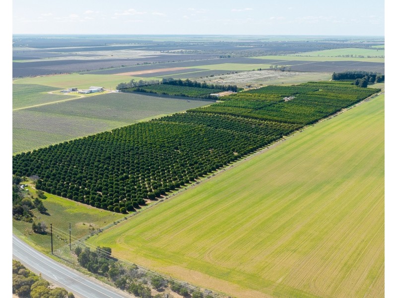 1167 Bookpurnong Road, Loxton SA 5333