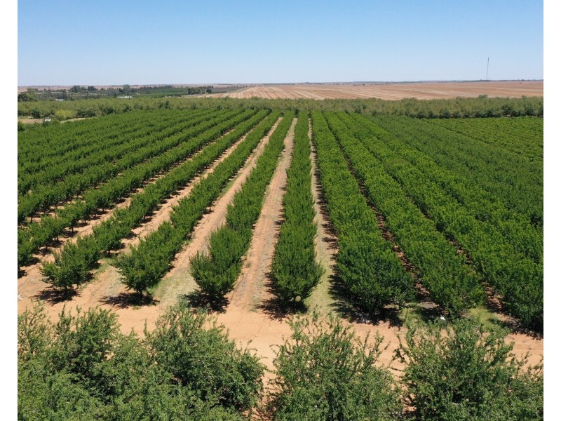 Lot 54 Newton Road, Loxton SA 5333