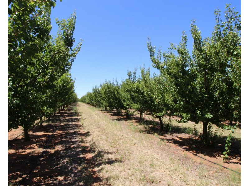 Lot 54 Newton Road, Loxton SA 5333