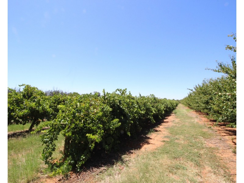 Lot 54 Newton Road, Loxton SA 5333