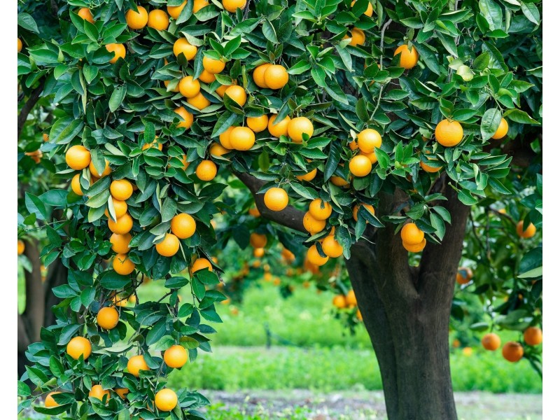 183 Quast Road, Loxton SA 5333