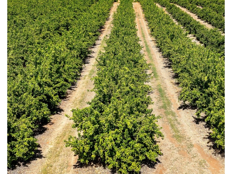 183 Quast Road, Loxton SA 5333